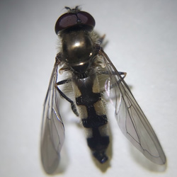 Platycheirus tarsalis